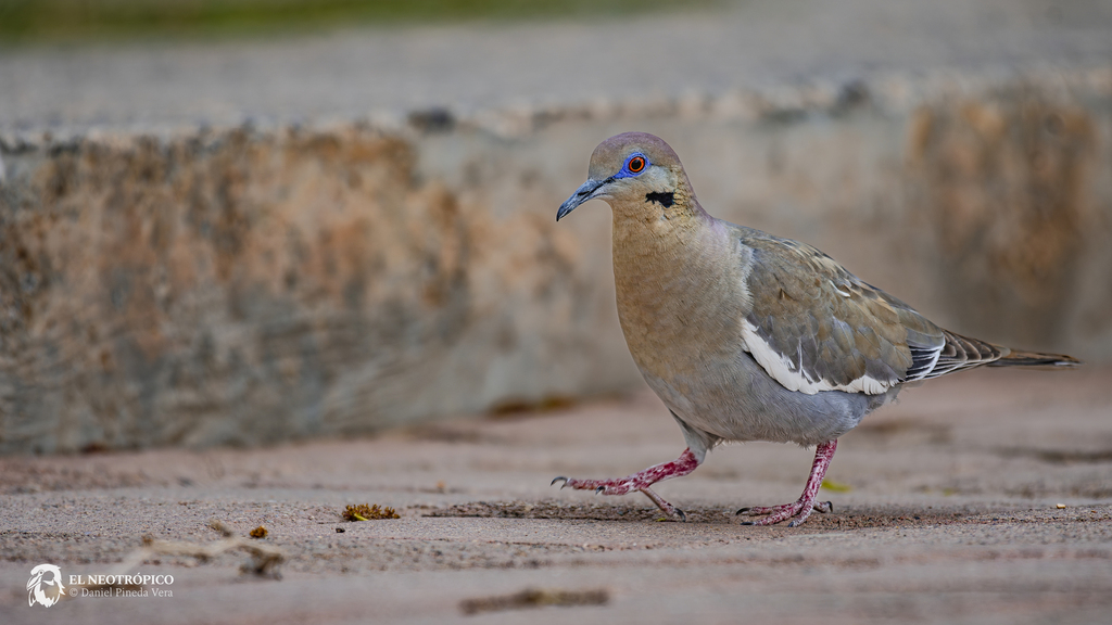 Zenaida asiatica (White-winged Dove), California species