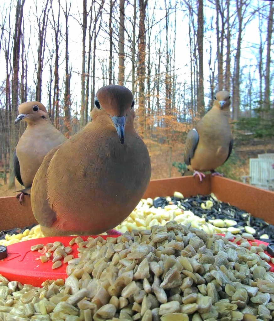 Zenaida macroura (Mourning Dove), California species