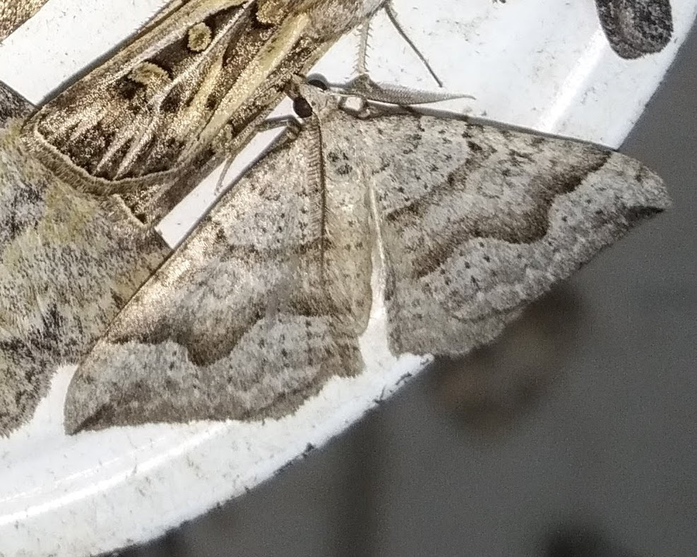 Zenophleps alpinata, California species
