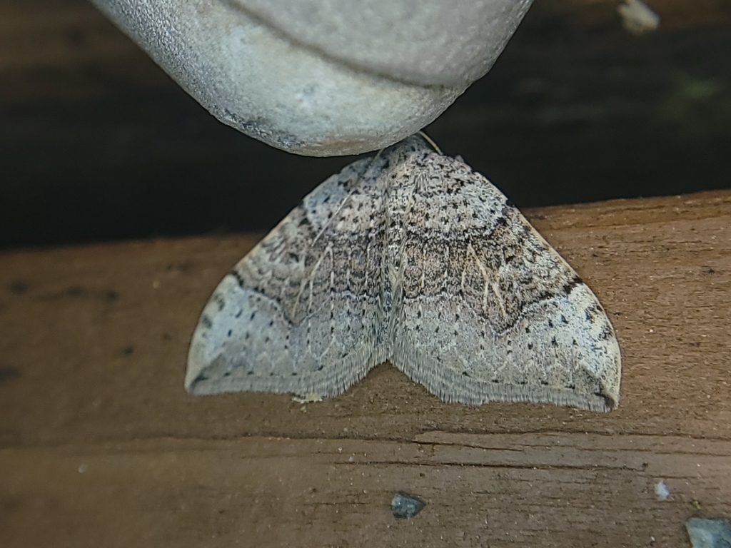 Zenophleps lignicolorata, California species