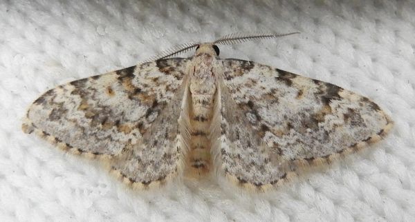 Zenophleps obscurata, California species