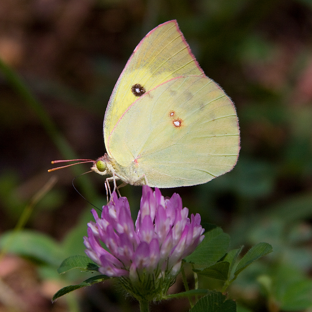 Zerene cesonia (Southern Dogface), California species