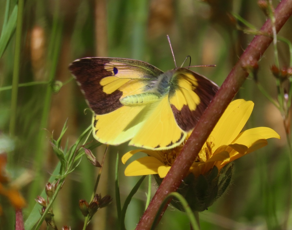Zerene eurydice (California Dogface), California species