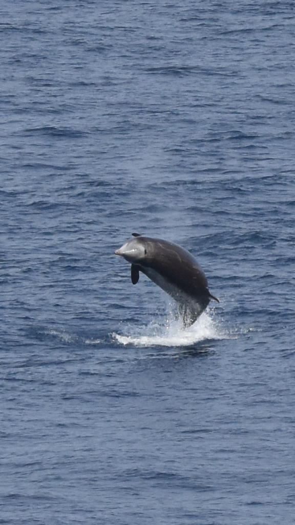 Ziphius cavirostris (Goose-beaked Whale), California species