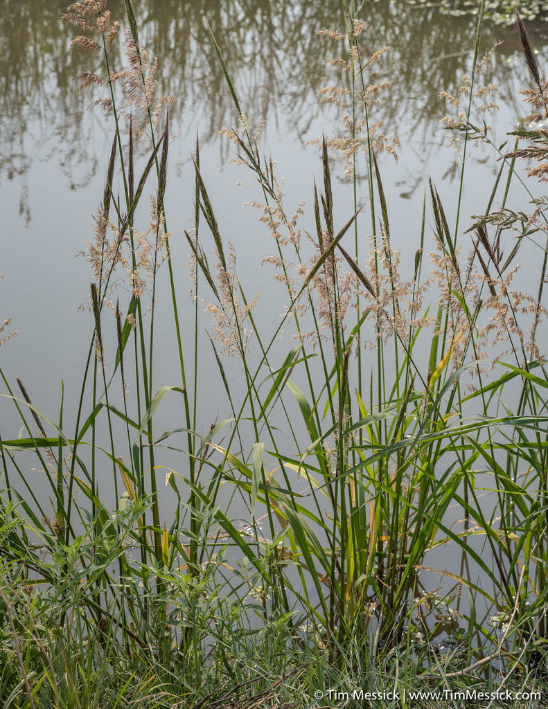 Zizania sp. (Wild rice), non-native California perennial