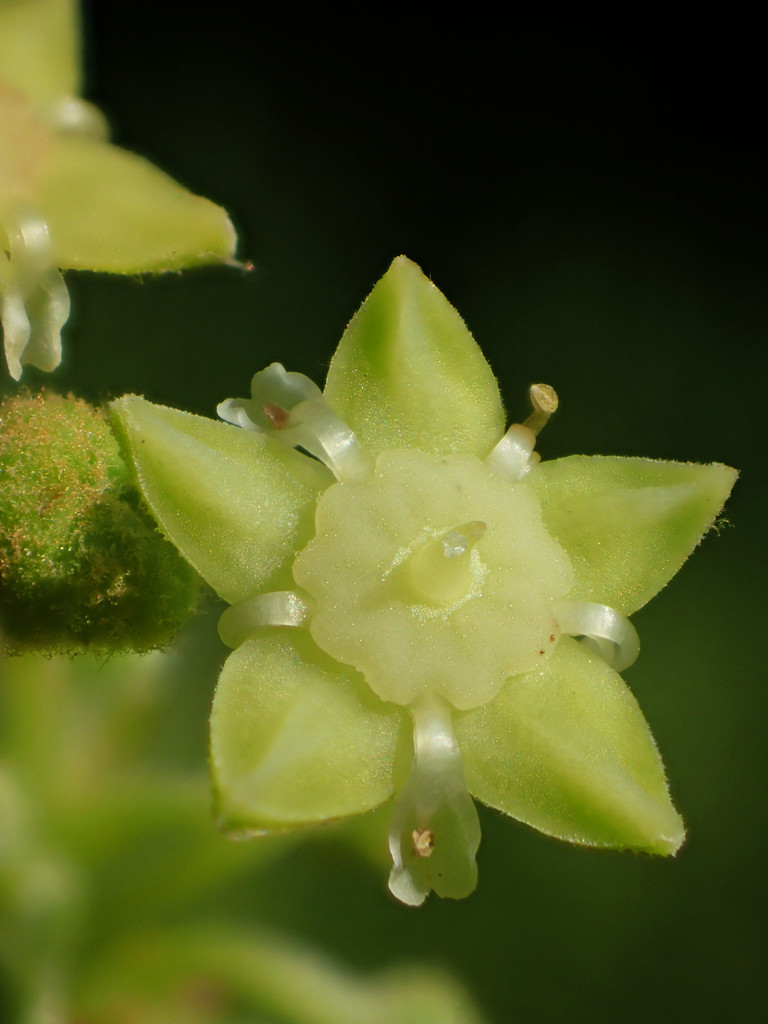 Ziziphus sp., non-native California shrub