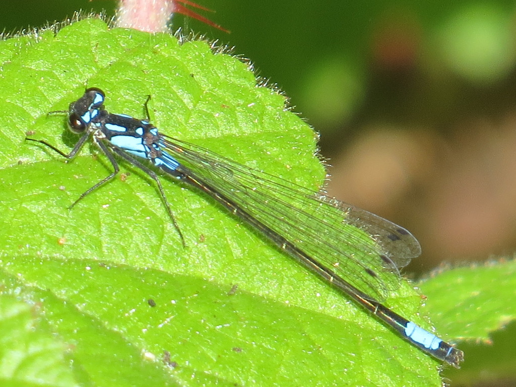 Zoniagrion exclamationis (Exclamation Damsel), California species