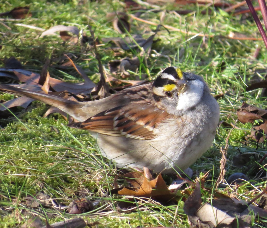 Zonotrichia albicollis (White-throated Sparrow), California species
