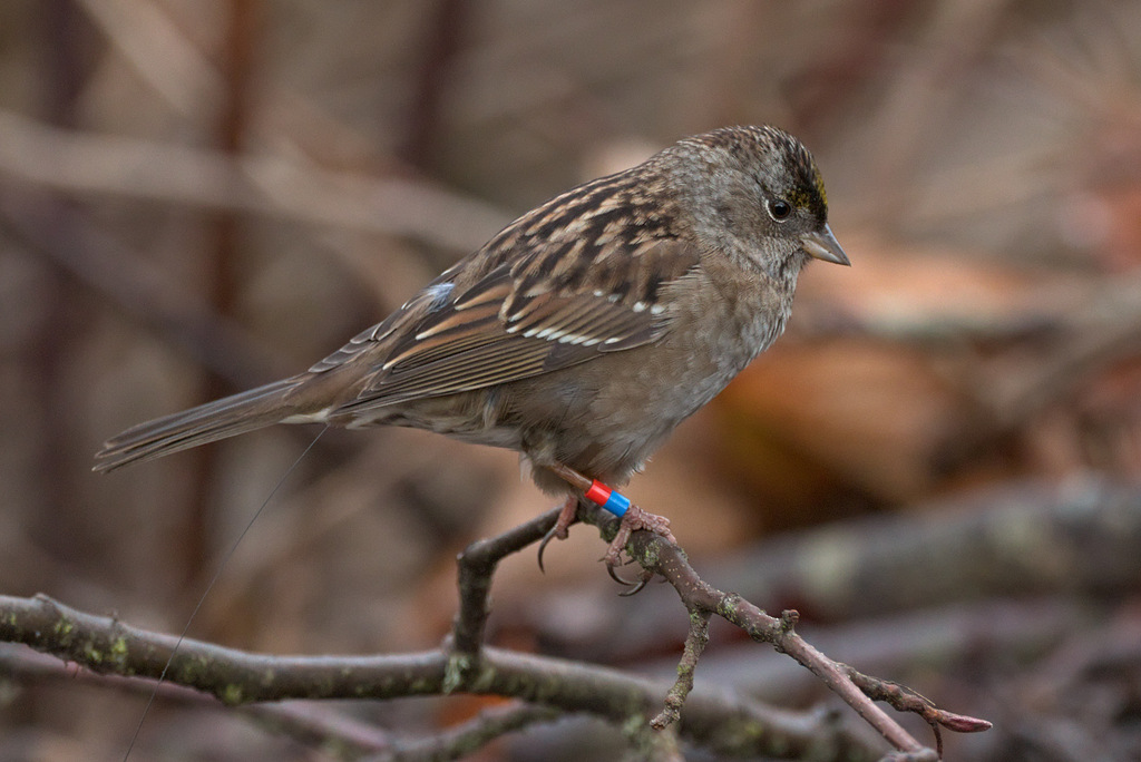 Zonotrichia atricapilla (Golden-crowned Sparrow), California species