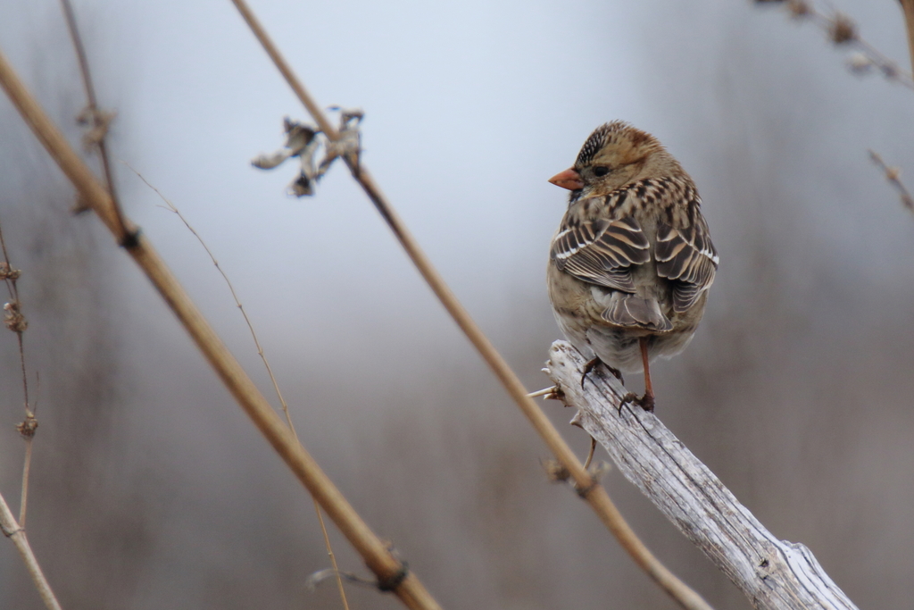 Zonotrichia querula (Harris's Sparrow), California species
