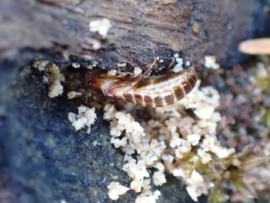 Zootermopsis nevadensis (Nevada Dampwood Termite), California species