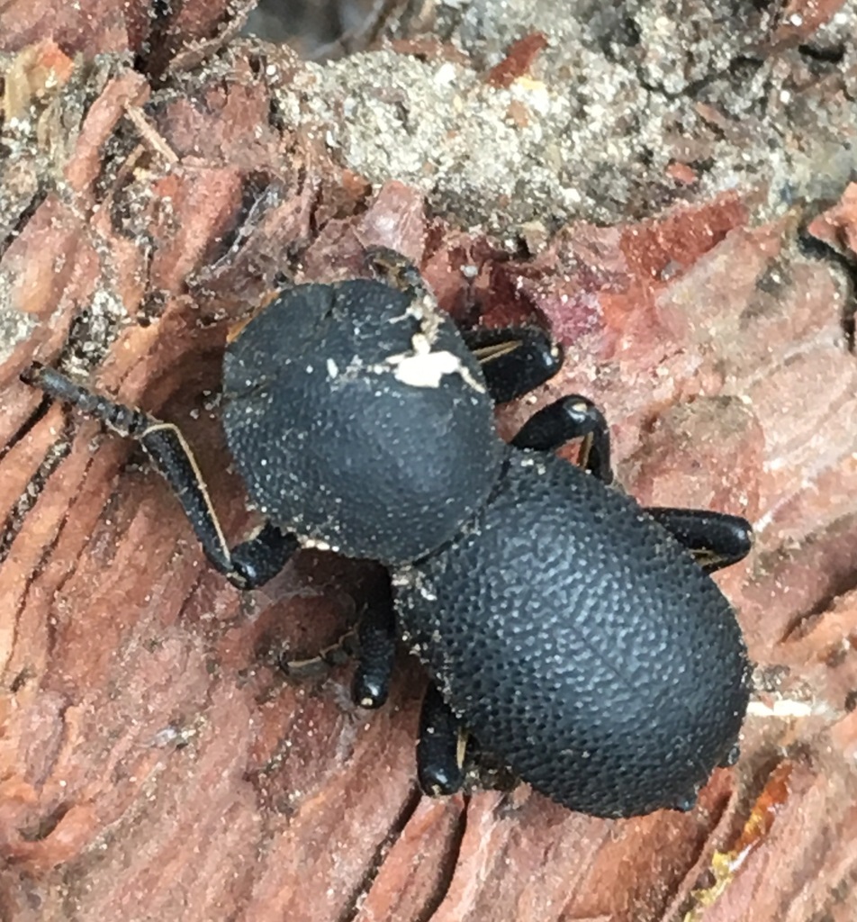 Zopherus granicollis, California species