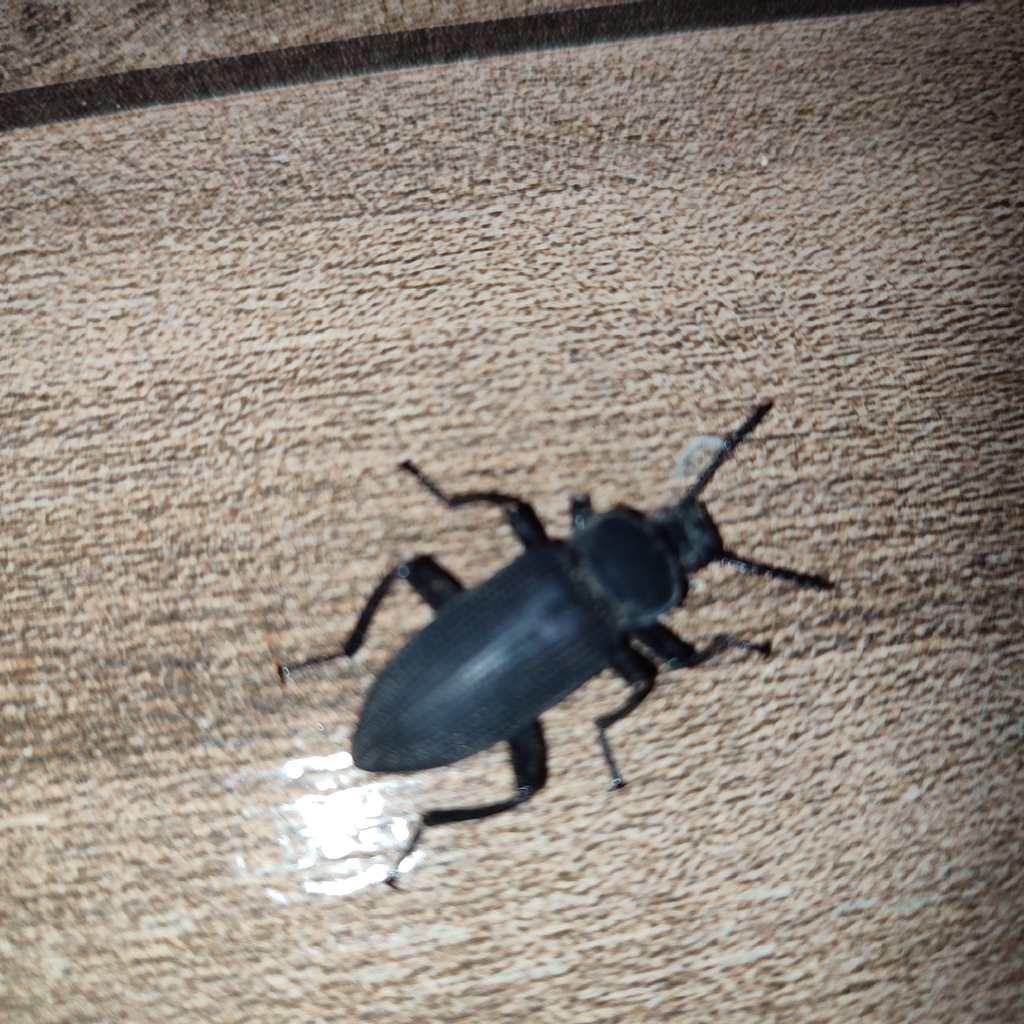 Zophobas atratus (Giant Mealworm Beetle), California species