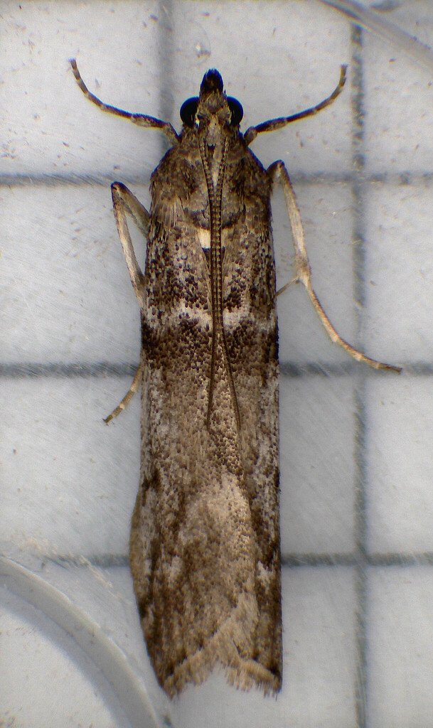 Zophodia grossulariella (Gooseberry Fruitworm Moth), California species