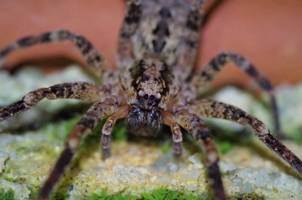 Zoropsis spinimana (Mediterranean Spiny False Wolf Spider), California species