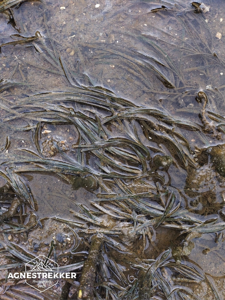 Zostera japonica (Dwarf eelgrass), non-native California herb
