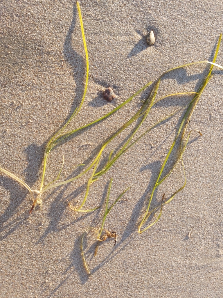 Zostera marina (Eel grass), native California herb