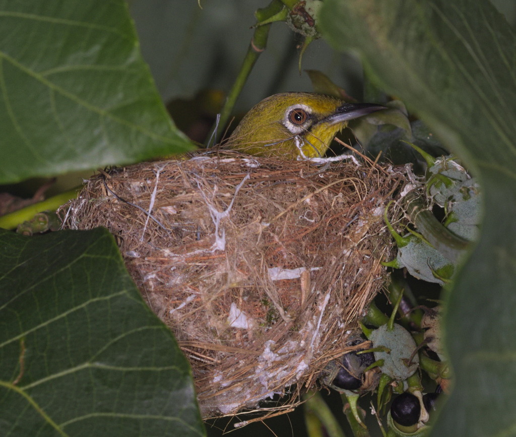 Zosterops simplex (Swinhoe's White-eye), California species