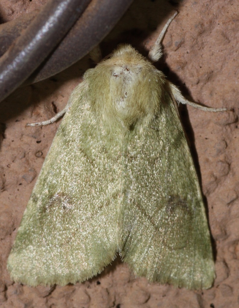 Zotheca tranquilla (Elder Moth), California species
