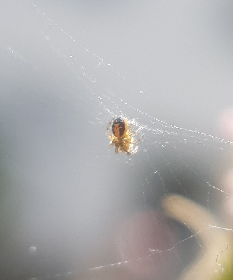 Zygiella x-notata (Silver-sided Sector Spider), California species