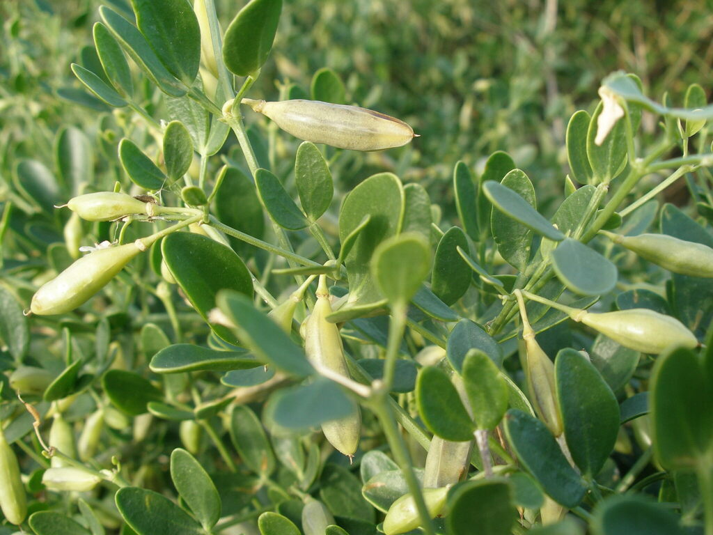 Zygophyllum fabago (Syrian beancape), non-native California subshrub