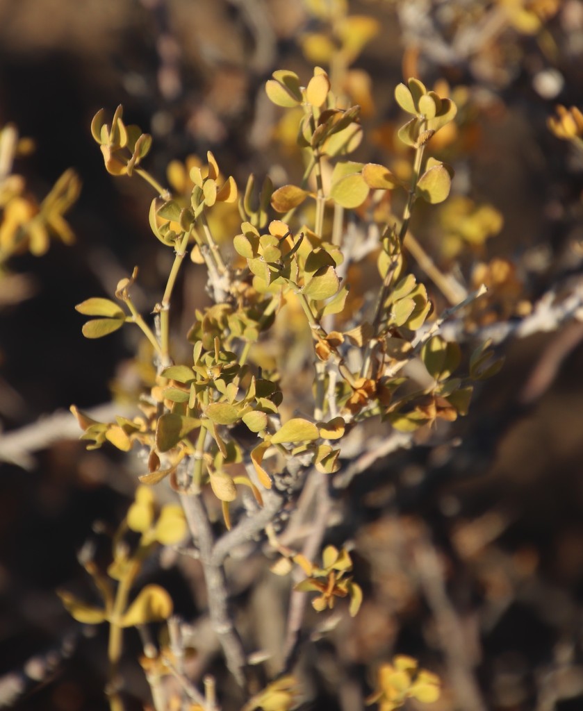 Zygophyllum sp. (Bean-caper), California perennial